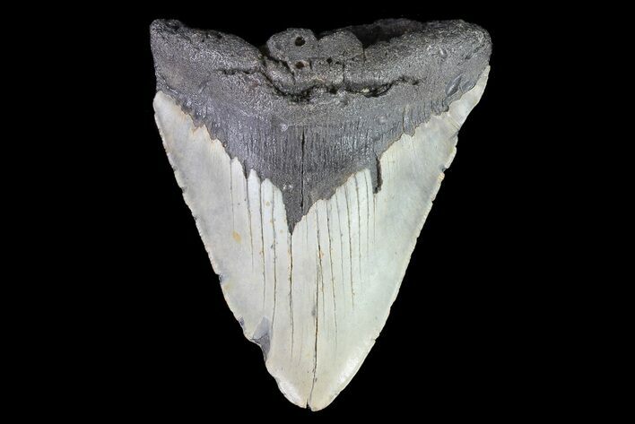 Bargain, Megalodon Tooth - North Carolina #82919
